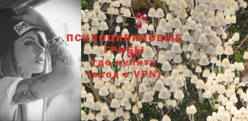 Псилоцибиновые грибы Psilocybine cubensis  где можно купить   Кузнецк 